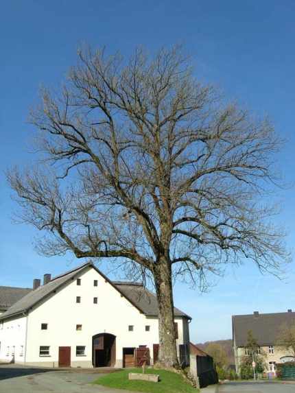 Bild 2 von Esche an der St. Agathastraße